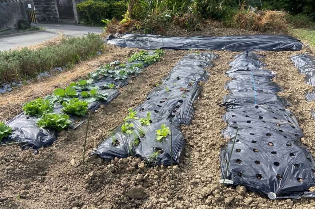 まだ何もない区画から自分の畑を自分で選べます