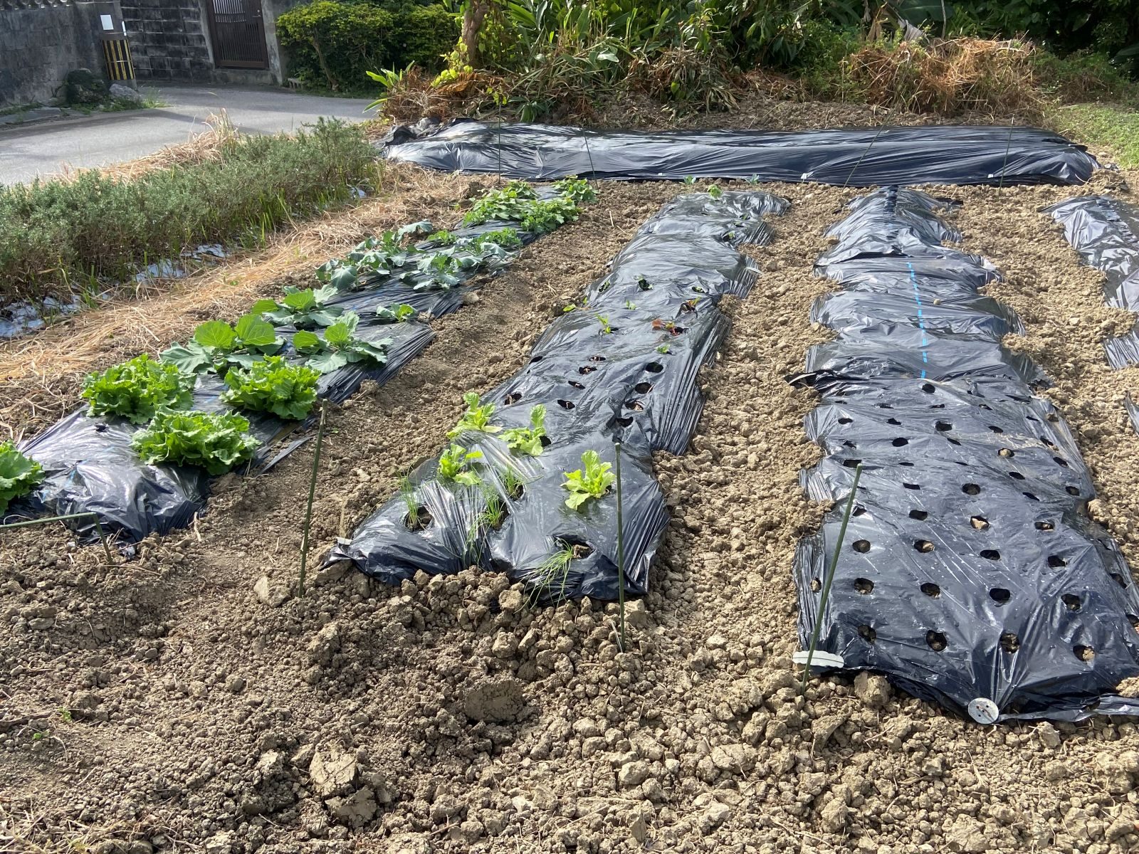 手軽に始められる自分だけの畑